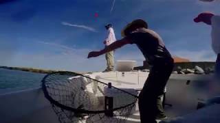 Small spade fish catch and release 3d Island CBBT June 2018