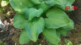 🍀тижневик 8#petrnovar #запоріжжя #hosta #хоста #garden #plants