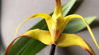 British Orchid Council