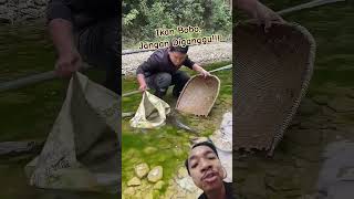 Ikan Bobo, Jangan Diganggu!!! #fish #outdoors #animals #fishing #nature #river #fishingtips #tricks