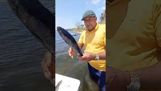 Tratando do peixe na beira do rio