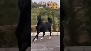 خيل