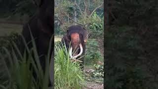 अच्छा लगा हाथी के दांत देखकर, इनके इस गहने को मत निकालो #elephant #elephantsafari #elephantsanctuary