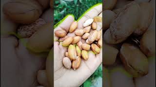 peanuts nuts #dietitian #weightloss #diettips #shortvideo