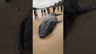 Gigantic whale 🐋 ( happened in Sieraleon,  Freetown) Tiktok #shorts