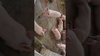 Adorable Piglets. #swastikpigfarm #pigging #meat #pigdryfarming