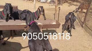 Contact number +919050518118 #bakra #bakra #bakra #bakramandi #totapuri #viral #