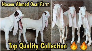 Vip Quality K Bakray 2025 K Liye. Naseer Ahmed Goat Farm Karachi.