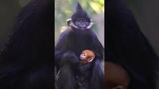 A beautiful bright orange endangered baby monkey was born at the San Diego Zoo ❤️