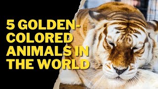 5 GOLDEN COLORED ANIMALS IN THE WORLD