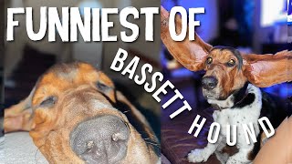 FUNNIEST OF MY BASSET HOUND | 2023 Recap