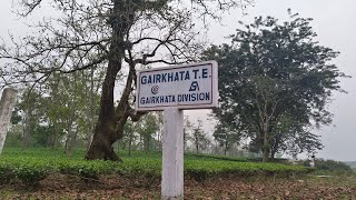 tea farm,Gairkata forest gairkata tea garden tea plant,#tea