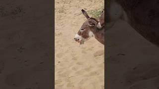 #youtubeshorts #animals #donkey #shorts #pets