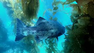 Giant Wreckfish encounter at Casino Point, Catalina Island.  CA USA.