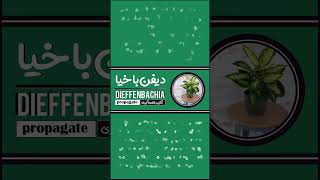 آموزش تکثیر و قلمه گیری گل یا گیاه دیفن باخیا - How to Propagate Dieffenbachia