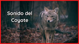 SONIDOS del COYOTE (20 Minutos) 🐺🎶🔊