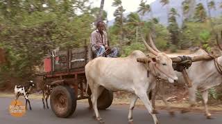 Bullock Cart I Tamil Nadu -  India I Village safari