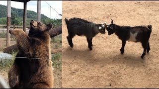 Waving bear, baby goats playing/fighting, and more cute animals!