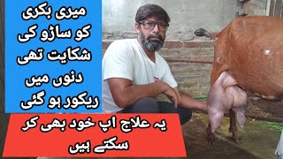 بکری کے تھنوں میں سوجن ہو جائے تو کیا کریں How to save if sealing occurs in the goat's udders