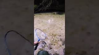 Spinning trota torrente, attacco ravvicinato #shorts #youtubeshorts #youtube #viral #fishing #trout