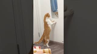 funny cats #cats #4k #shorts #shortvideo