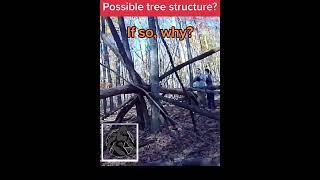 BIGFOOT Tree Structure? #bigfoot #sasquatch #cryptids #shorts #short #youtube #youtubeshorts #fyp