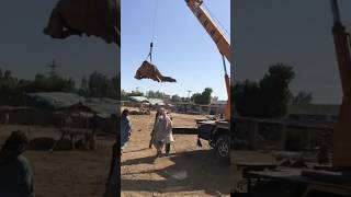 How to loading a camel in truck amazing#camel #youtubeshorts  #animals #ytshorts #shorts