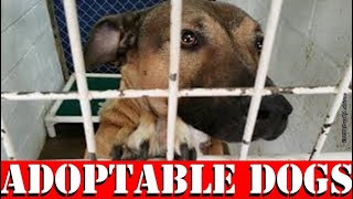 Lawton Animal Welfare's Weekly Adoptable PETS Video  - DOGS