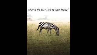 What is the Best Time To Visit Africa? #besttimetovisitafrica #safari #africansafari #africa  ✈️🦒🦁