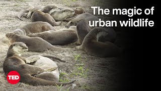 The Otters of Singapore — and Other Unexpected Wildlife Thriving in Cities | Philip Johns | TED