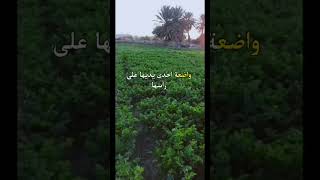 عمرو بن لحي وسعدي الساحرة