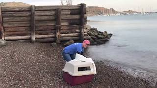 Brown Pelican Released Back To Nature