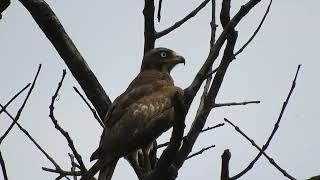 White eyed buzzard