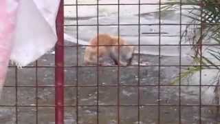 Cat Eats My Fish Head and Bones - White Beach Philippines