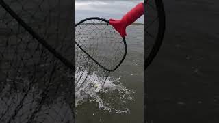 Huge trout under birds