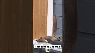 This dude is Soo cute🐿