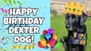 🎉 Happy birthday Dexter dog!! 🎉 #Blacklabrador | #Funnydog