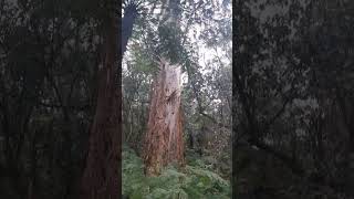 Sherbrooke Forest 4, VIC Australia #Shorts #listen #nature #calming #sherbrooke