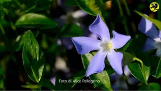 #EvadicolParcoTicino LUNEDì :  I fiori del bosco.