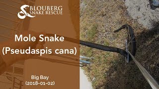 Mole Snake rescued near Big Bay (20180102)