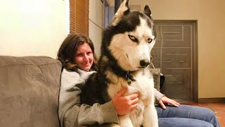 No one does drama like a Husky! 🎭 FUNNIEST Dogs Video