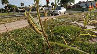 Monarch Caterpillar is Much Bigger!