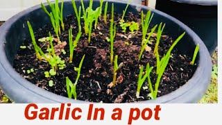 How To Plant Garlic/ How To Grow Garlic At Home/Grow Garlic in a Pot/Winter Vegetables in London