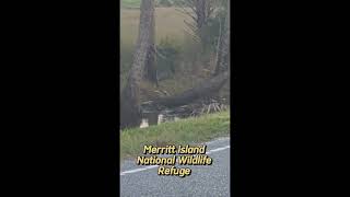 Bobcat at Merritt Island National Wildlife Refuge, Florida.