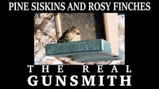 Pine Siskins and Rosy Finches