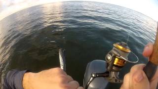 Tampa Bay Mangrove snapper triple header