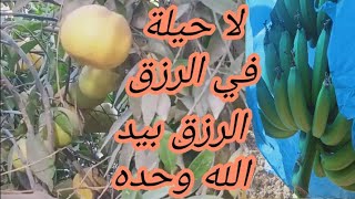 لا حيله في الرزق الارزاق بيد الله وحده