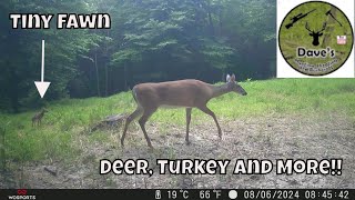 Western Tennessee Wildlife Trail Camera Wednesday - July 24, 2024