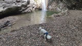 Crazy Baloo the Maltipoo goes to the Tignale waterfall !!!