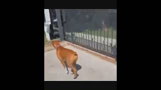 What?? This dog can do the parkour?? 🤣 #funnyvideos #trend #viral